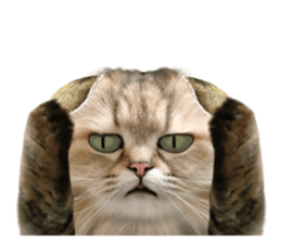 DramaCatz 2 sticker #15811230