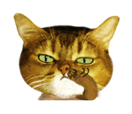 DramaCatz 2 sticker #15811231