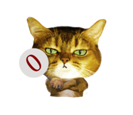 DramaCatz 2 sticker #15811234