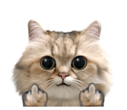 DramaCatz 2 sticker #15811238