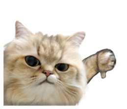 DramaCatz 2 sticker #15811240