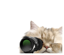 DramaCatz 2 sticker #15811241