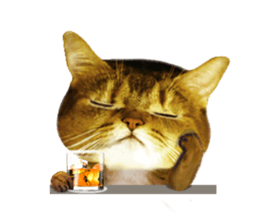 DramaCatz 2 sticker #15811243