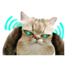 DramaCatz 2 sticker #15811246