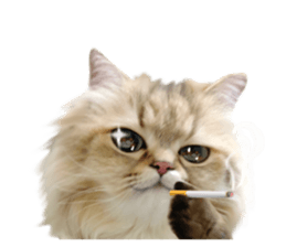 DramaCatz 2 sticker #15811249