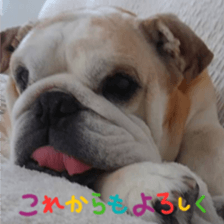 Bulldog HIRO sticker #15811370