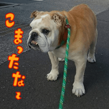 Bulldog HIRO sticker #15811371