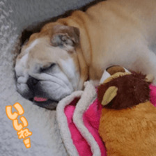 Bulldog HIRO sticker #15811372