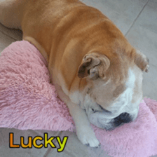 Bulldog HIRO sticker #15811373