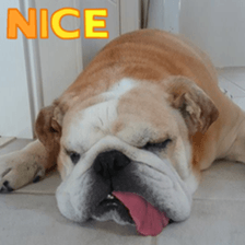 Bulldog HIRO sticker #15811375