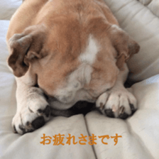 Bulldog HIRO sticker #15811376