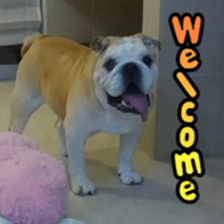 Bulldog HIRO sticker #15811377