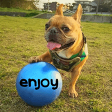 French bulldog JOY sticker #15816538