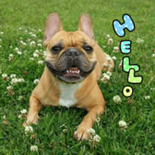 French bulldog JOY sticker #15816539