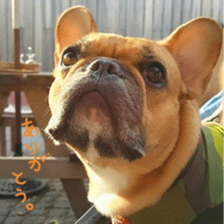 French bulldog JOY sticker #15816541