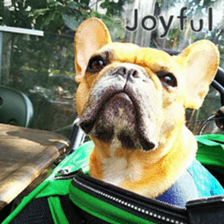 French bulldog JOY sticker #15816544