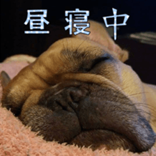 French bulldog JOY sticker #15816545