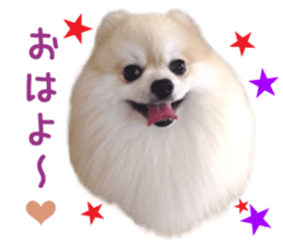 Real DOG Pomeranian PON-CHAN sticker #15816626