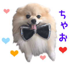 Real DOG Pomeranian PON-CHAN sticker #15816627