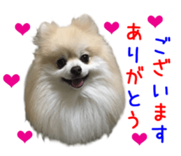 Real DOG Pomeranian PON-CHAN sticker #15816628