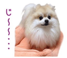 Real DOG Pomeranian PON-CHAN sticker #15816631