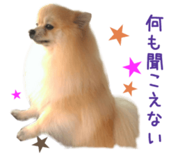 Real DOG Pomeranian PON-CHAN sticker #15816632