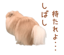Real DOG Pomeranian PON-CHAN sticker #15816634