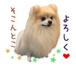 Real DOG Pomeranian PON-CHAN sticker #15816635