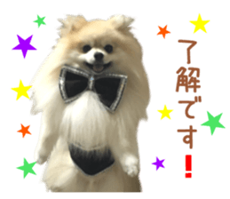 Real DOG Pomeranian PON-CHAN sticker #15816636