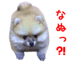 Real DOG Pomeranian PON-CHAN sticker #15816640