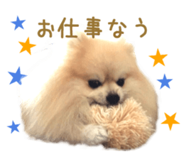 Real DOG Pomeranian PON-CHAN sticker #15816642