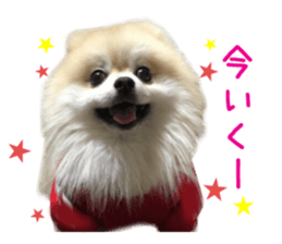 Real DOG Pomeranian PON-CHAN sticker #15816643