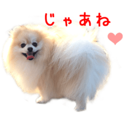 Real DOG Pomeranian PON-CHAN sticker #15816648