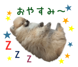 Real DOG Pomeranian PON-CHAN sticker #15816649