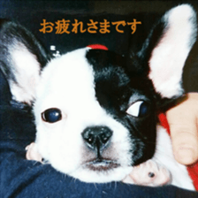 French bulldog Boo picture Sticker sticker #15817236