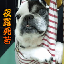 French bulldog Boo picture Sticker sticker #15817237