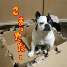 French bulldog Boo picture Sticker sticker #15817240