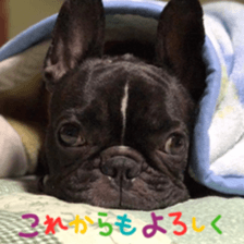 French bulldog SAKURA picture Sticker sticker #15817466