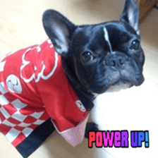 French bulldog SAKURA picture Sticker sticker #15817468