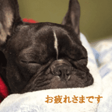 French bulldog SAKURA picture Sticker sticker #15817469