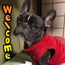 French bulldog SAKURA picture Sticker sticker #15817470