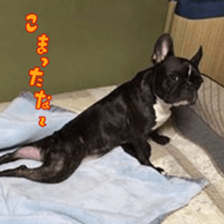 French bulldog SAKURA picture Sticker sticker #15817471