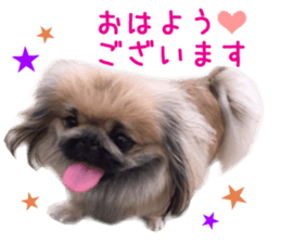 Real DOG White Shiba Inu and Pekingese sticker #15817474