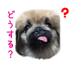 Real DOG White Shiba Inu and Pekingese sticker #15817475