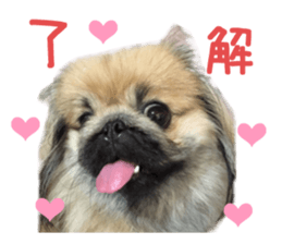 Real DOG White Shiba Inu and Pekingese sticker #15817476