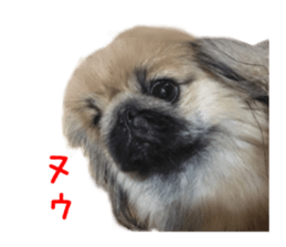 Real DOG White Shiba Inu and Pekingese sticker #15817477