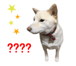 Real DOG White Shiba Inu and Pekingese sticker #15817479