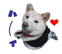 Real DOG White Shiba Inu and Pekingese sticker #15817480