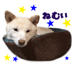 Real DOG White Shiba Inu and Pekingese sticker #15817481