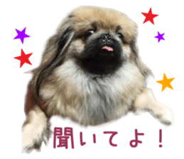 Real DOG White Shiba Inu and Pekingese sticker #15817482